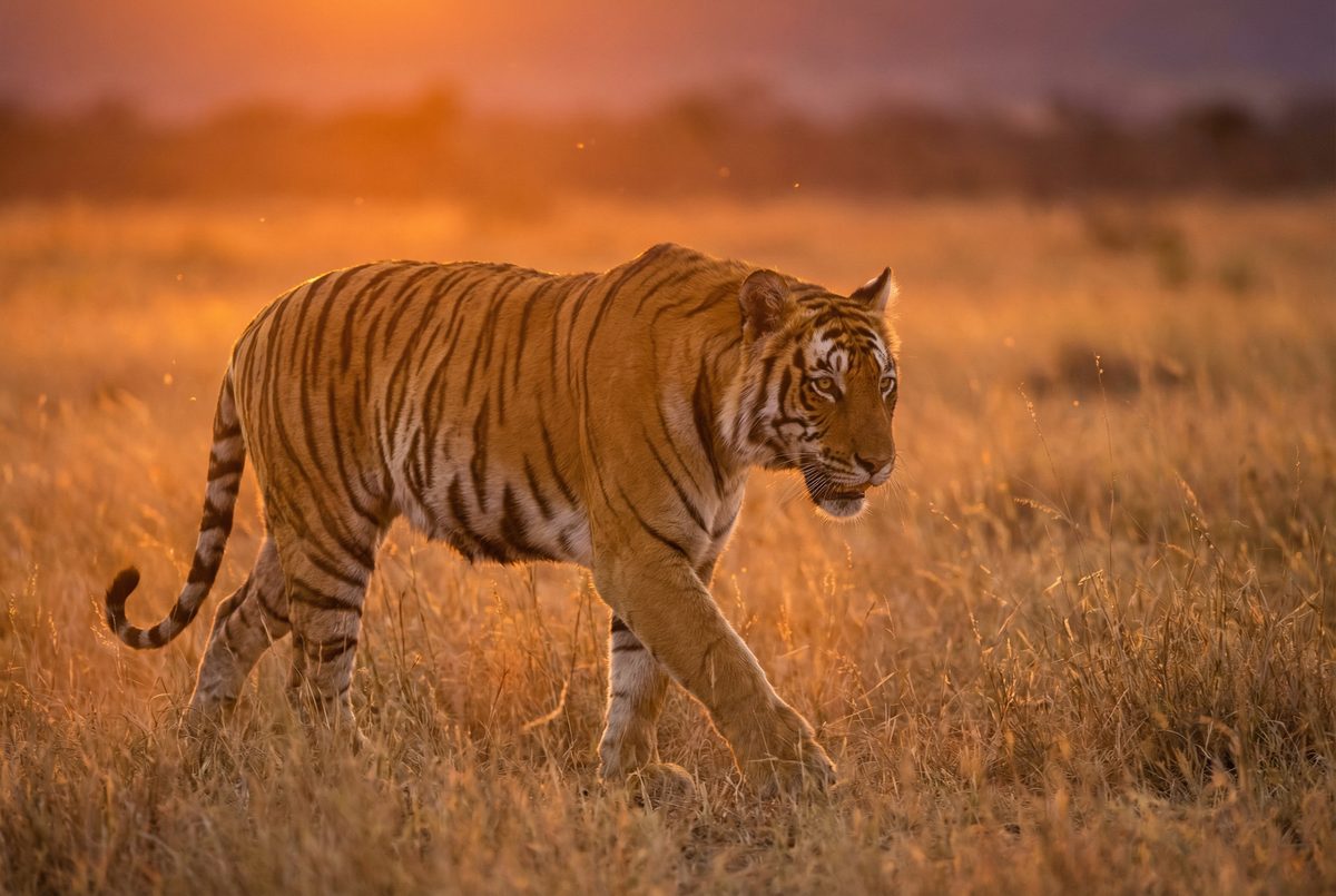 丝瓜视频动物MV视频 动物写真MV视频演示